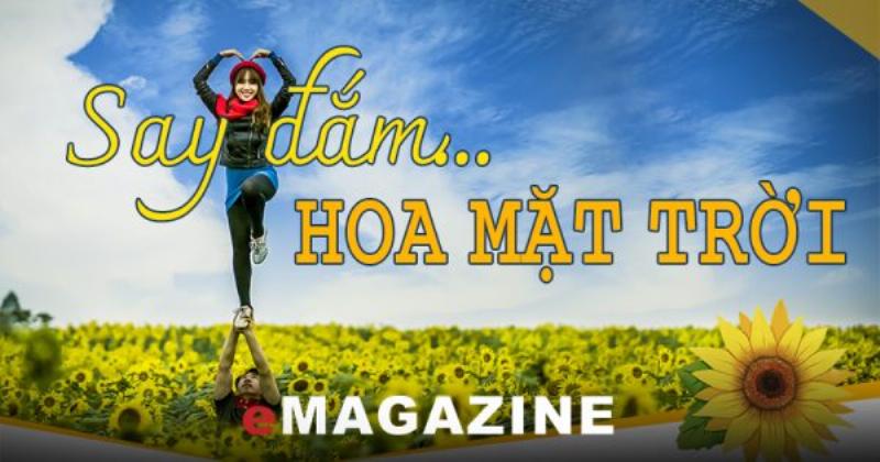 Hình ảnh hoa hướng dương nở rộ dưới ánh nắng mặt trời biểu tượng cho sự tươi mới