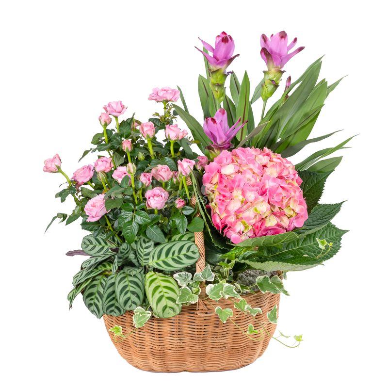 Hoa cẩm tú cầu màu xanh lá cây tuyệt đẹp trang trí nội thất
